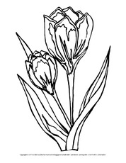 Ausmalbild-Tulpen-3.pdf